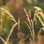 Golden-tipped grasses