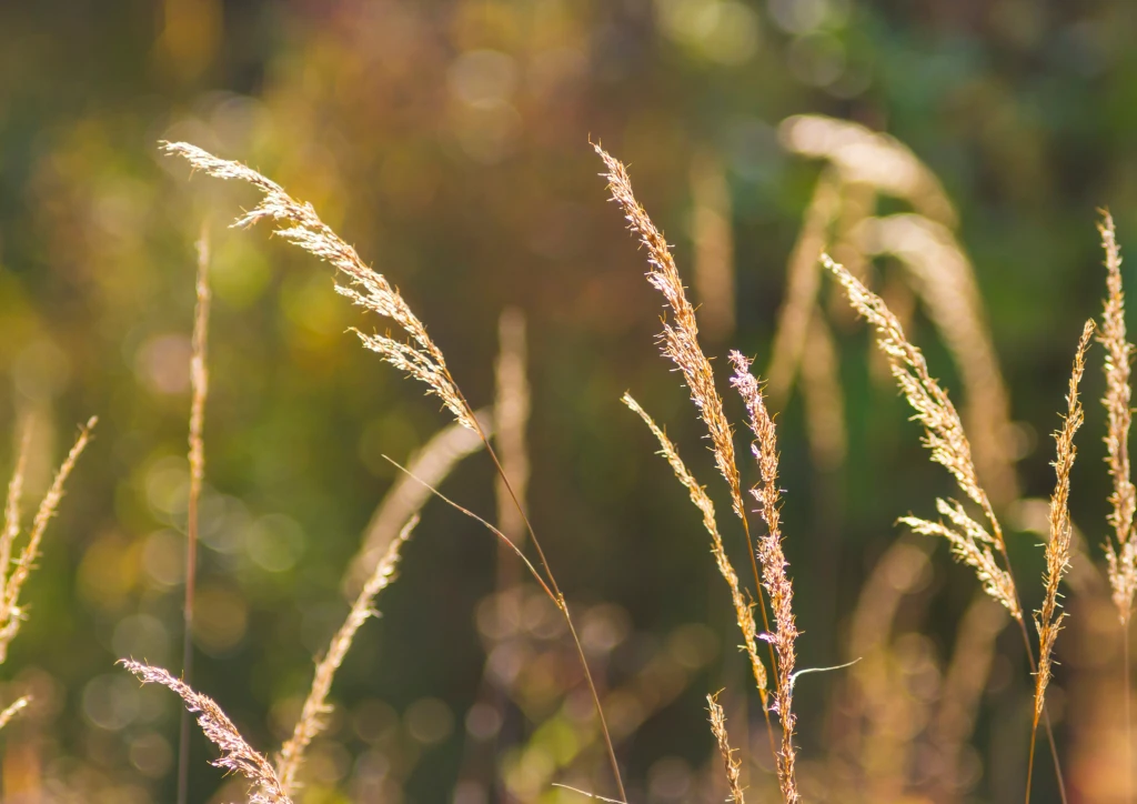 Golden grass stalks
