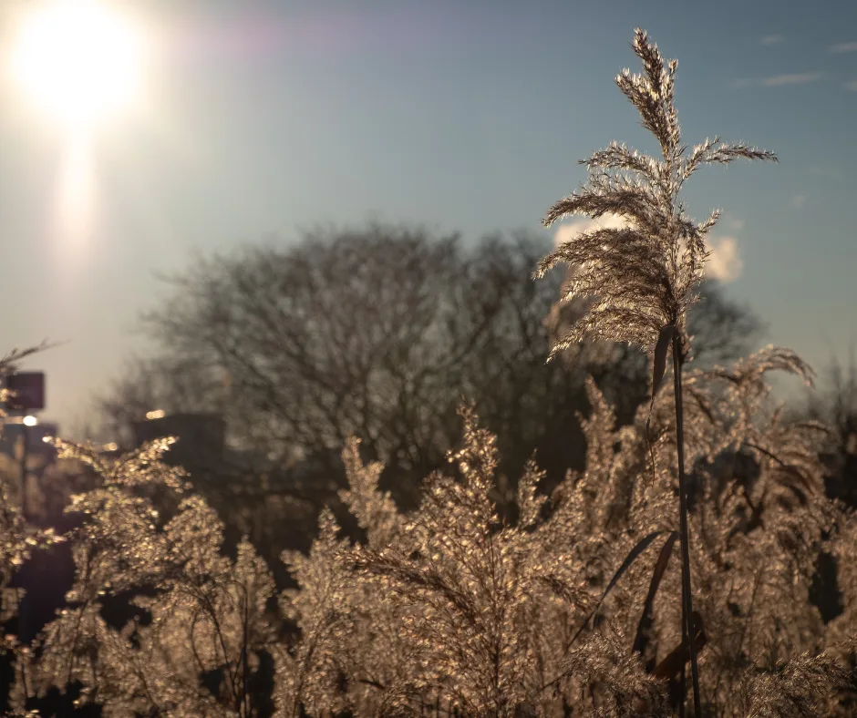 Sunlit meadow with tall grasses
